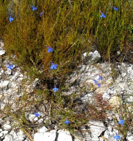 Lobelia chamaepitys