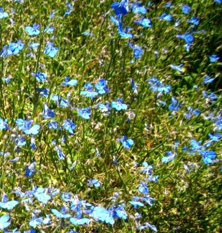 Lobelia cuneifolia var. cuneifolia