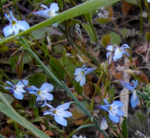 Lobelia linearis pointy corolla lobes