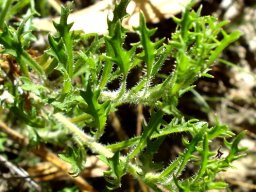 Lobelia coronopifolia