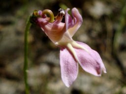 Lobelia coronopifolia flower