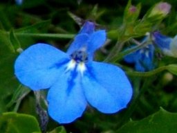 Lobelia cuneifolia var. cuneifolia flower
