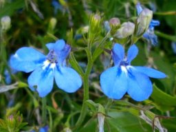 Lobelia cuneifolia var. cuneifolia flowering stem-tip