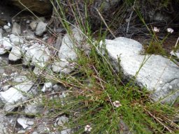 Lobelia jasionoides