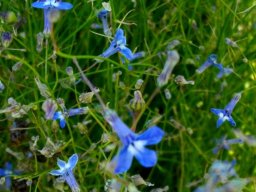 Lobelia linearis many threads