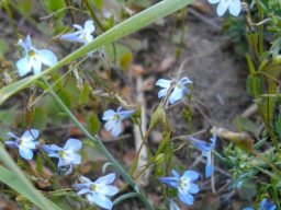 Lobelia linearis