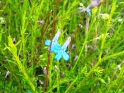 Lobelia pinifolia