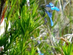 Lobelia pinifolia leaves