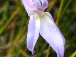 Lobelia preslii flower