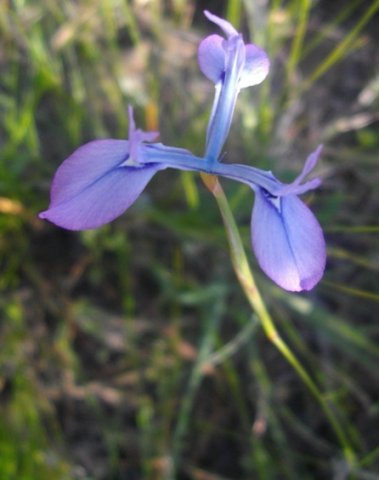 Moraea tripetala flower 