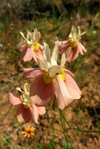 Moraea gawleri flower cluster