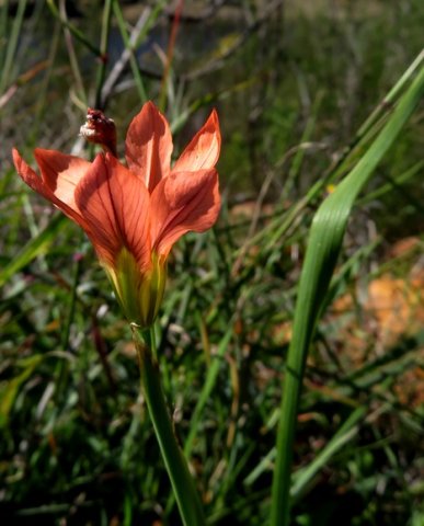 Moraea minor flower profile