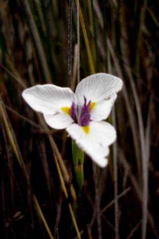 Moraea modesta
