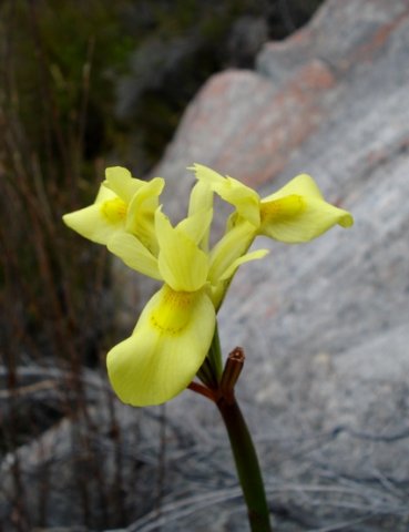 Moraea neglecta