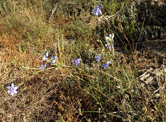 Moraea polyanthos many-flowered in the grass