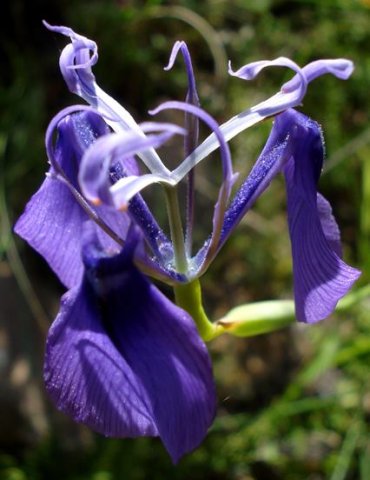 Moraea regalis flower, pale style branches