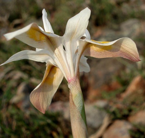 Moraea saxicola flower from below