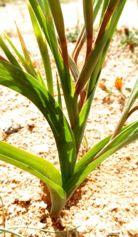 Moraea schlechteri stem and leaf bases