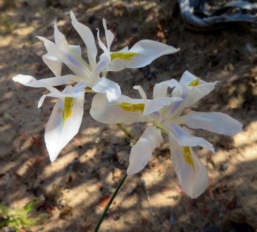 Moraea serpentina blue in the flower base