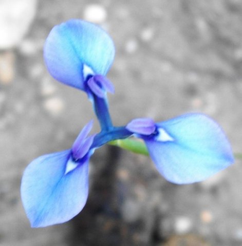Moraea tripetala flower