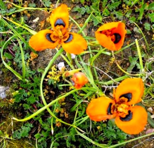 Moraea tulbaghensis