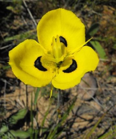 Moraea villosa subsp. elandsmontana