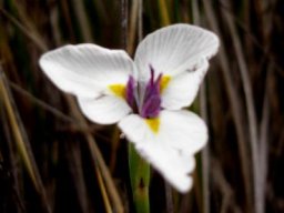 Moraea modesta