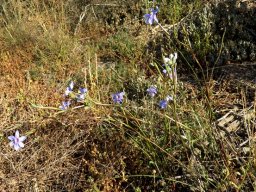Moraea polyanthos many-flowered in the grass
