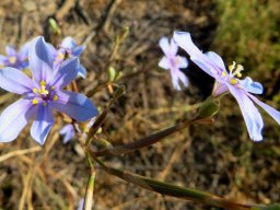 Moraea polyanthos angled branches