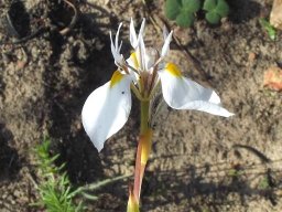 Moraea albicuspa but far from home