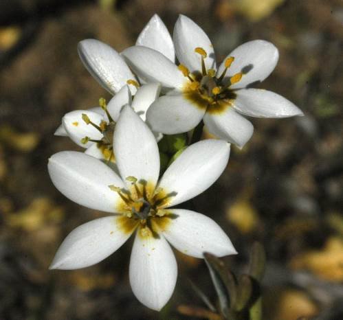 Ornithogalum dubium widely spread tepals