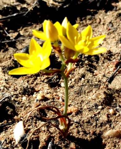 Ornithogalum dubium dry leaves at bloomtime