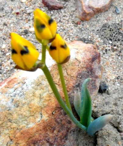 Ornithogalum maculatum yellow buds