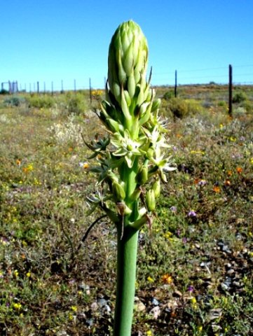 Ornithogalum xanthochlorum