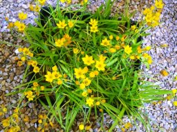 Ornithogalum dubium lance-shaped leaves 