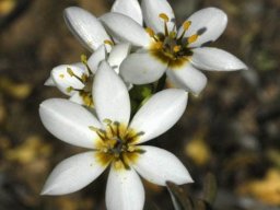 Ornithogalum dubium widely spread tepals