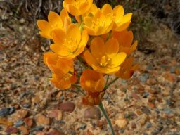 Ornithogalum dubium in flower