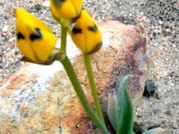Ornithogalum maculatum yellow buds