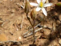 Ornithogalum pilosum