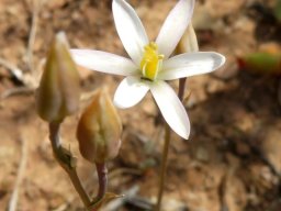 Ornithogalum pilosum flower