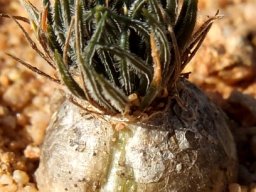 Ornithogalum sardienii leaves and bulb
