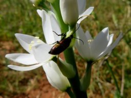 Ornithogalum strictum visitor intentions unclear