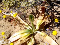 Ornithogalum xanthochlorum dying leaves