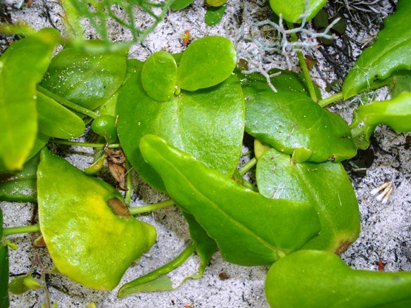 Othonna perfoliata