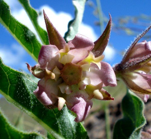 Pachycarpus vexillaris