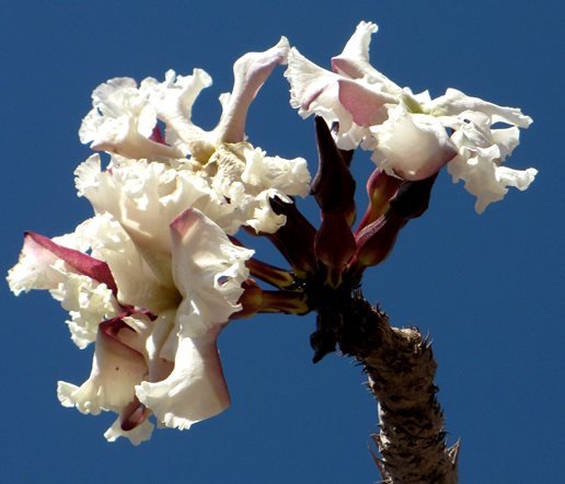 Pachypodium lealii flowers with low spine support