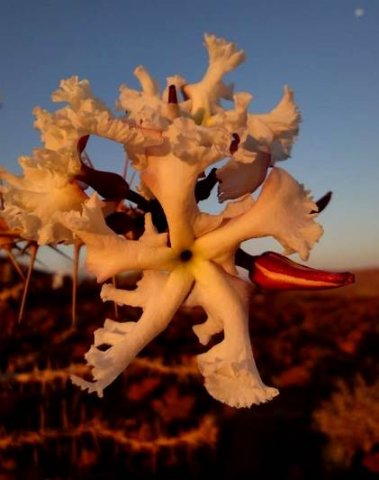 Pachypodium lealii flowers and bud
