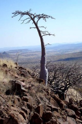 Pachypodium lealii tall and majestic