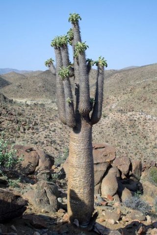 Pachypodium namaquanum more branches than usual