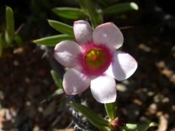 Pachypodium bispinosum flower